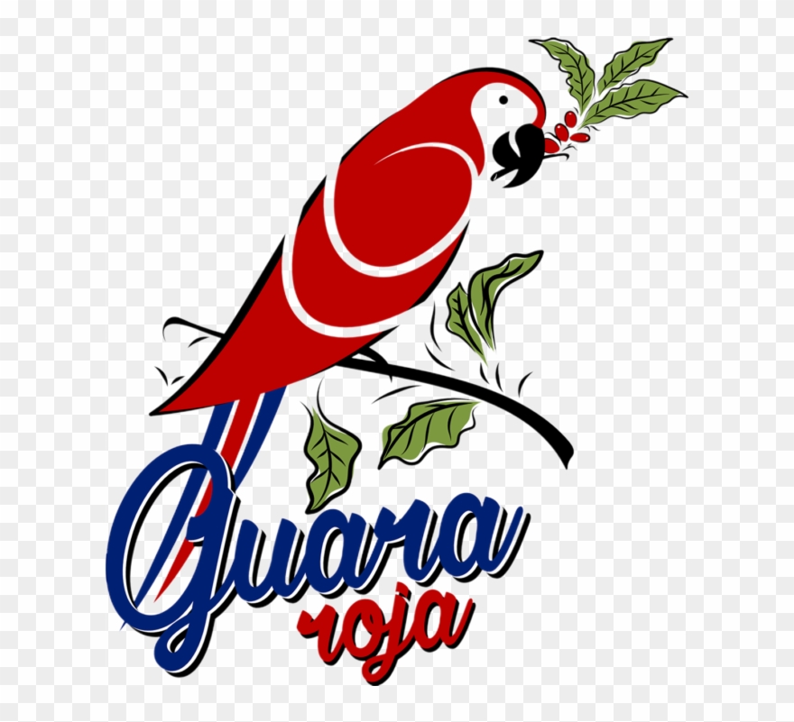 Guara Roja - Macaw Clipart