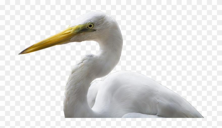 Heron Png Transparent Image - Great Egret Clipart