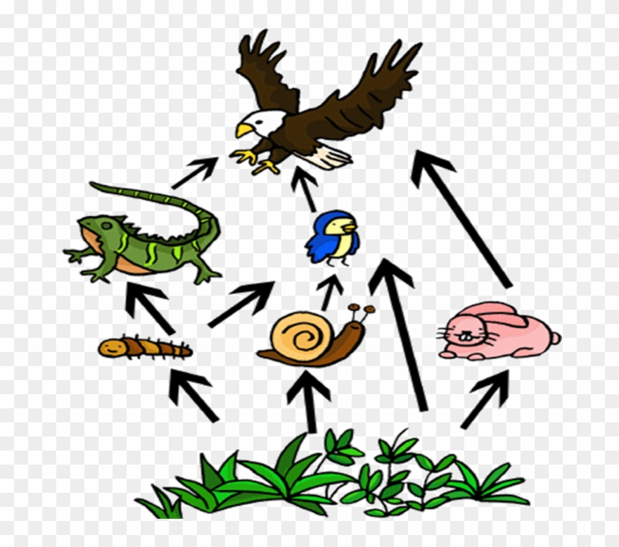 Producers - Food Web Clipart - Png Download