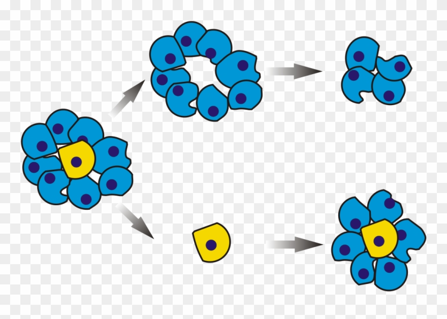 Cancer Stem Cells No Text - Target Therapy In Cancer Clipart