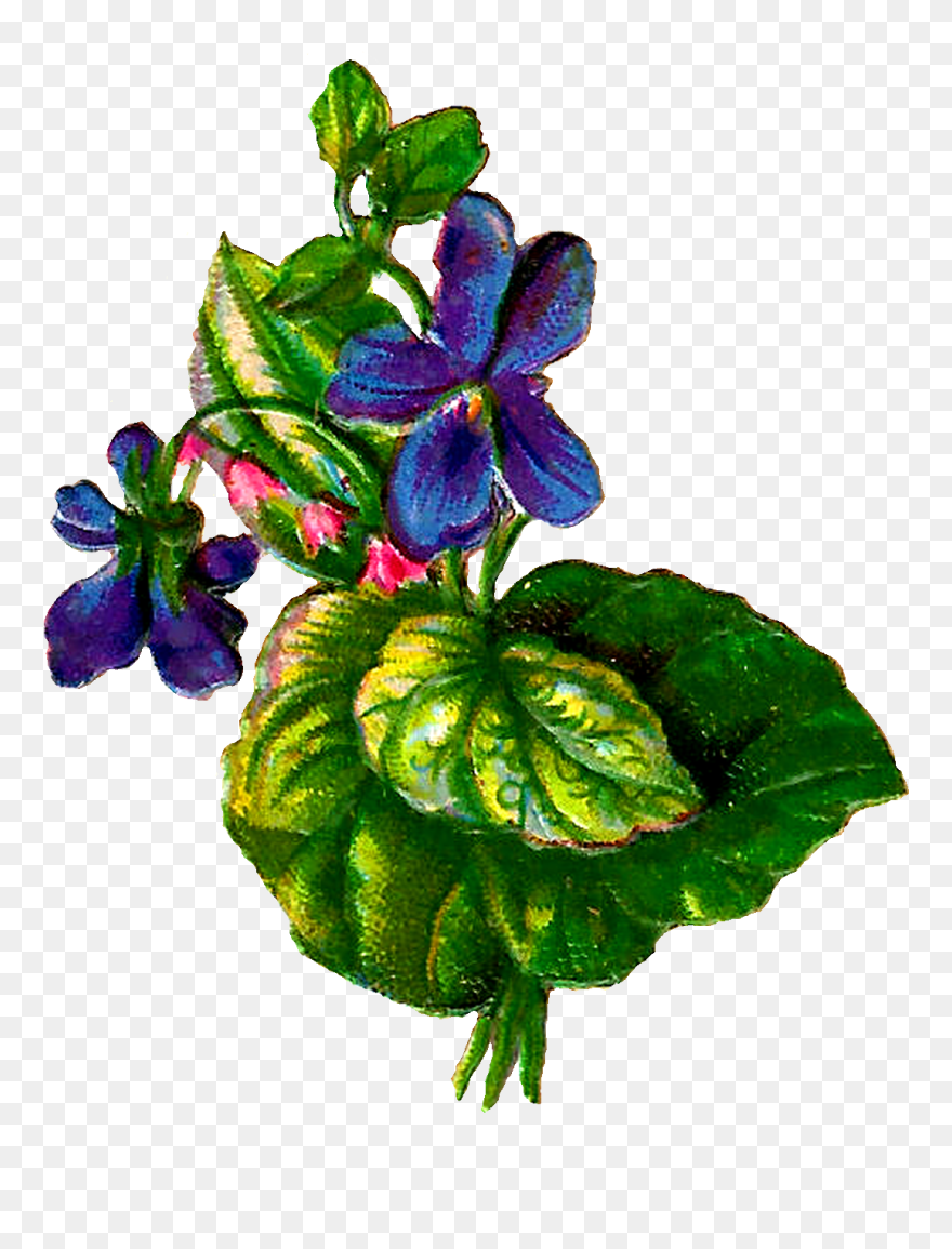 Forget Me Not Flowers Clip Art - Browallia Speciosa - Png Download