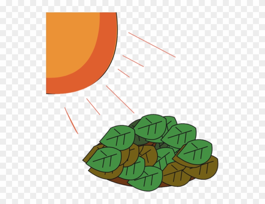 Attributions - Vegetable Clipart