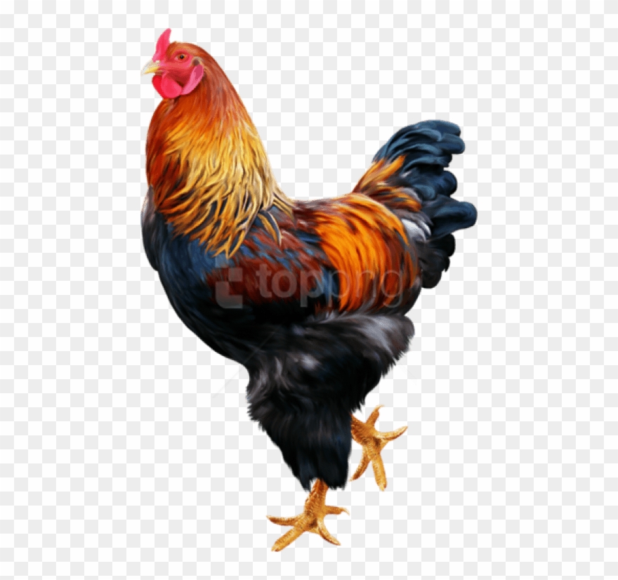 Free Png Download Cock Png Images Background Png Images - Cock Png Clipart