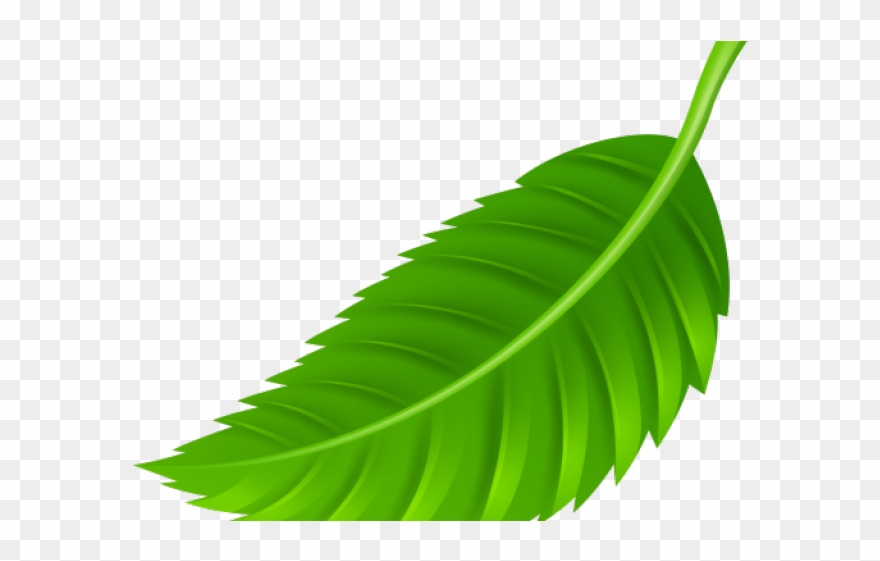Green Leaves Clipart Coconut Leave - Leaves Png Transparent Png