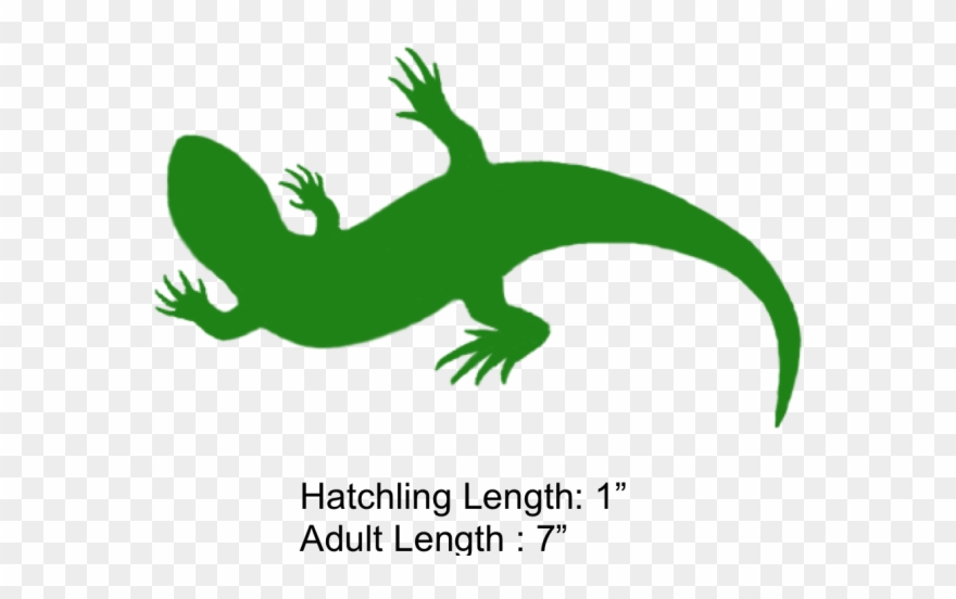 Goanna Clipart Small Lizard - Gecko - Png Download