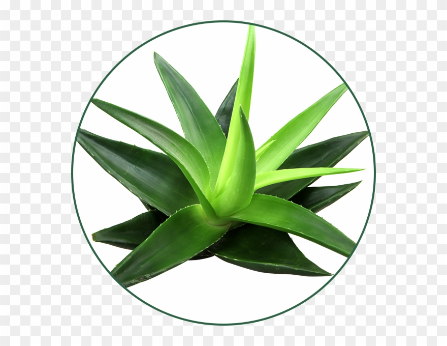 Gel De Aloe Vera - Aloe Vera Clipart