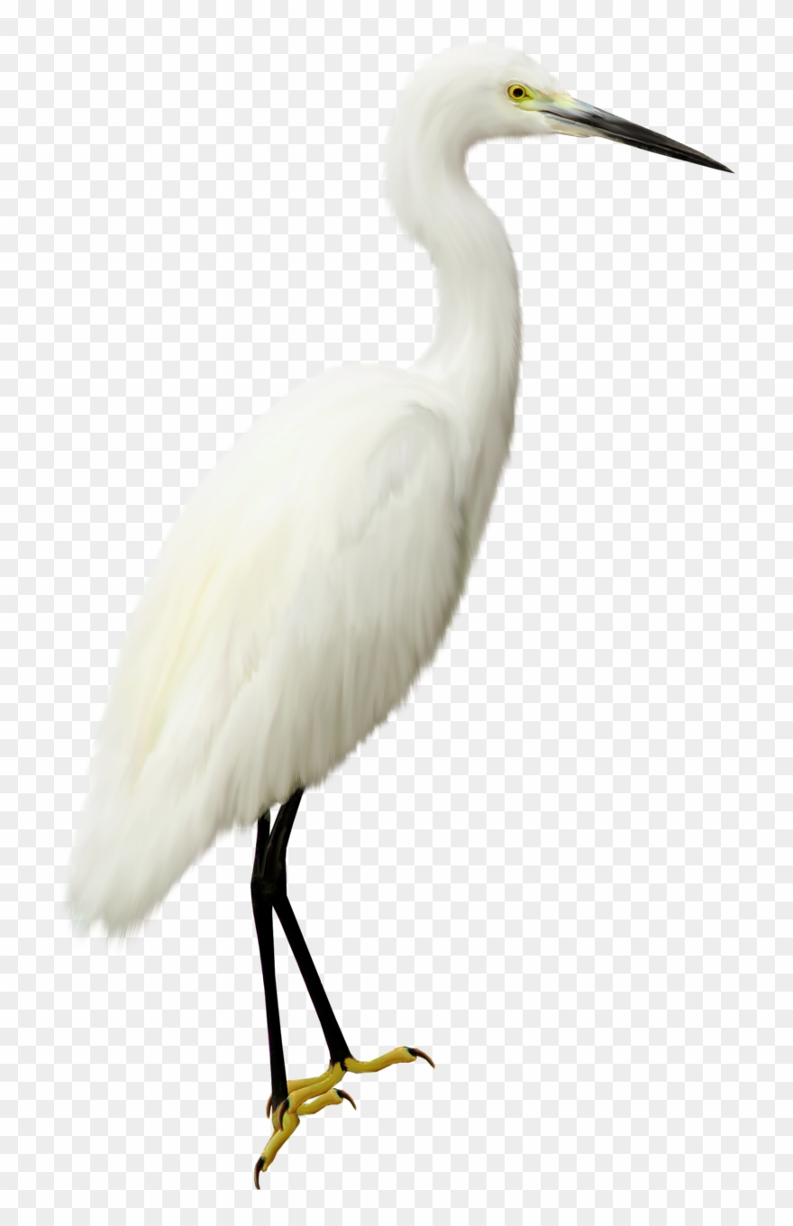 Heron Transparent Png - Цапля Картинка На Белом Фоне Clipart