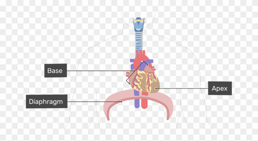 Anterior View Of The Base Of The Heart - Base Of Heart Diagram Clipart
