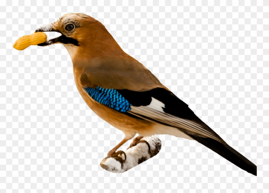 Bird Eating Peanut - Bird Eating Png Clipart
