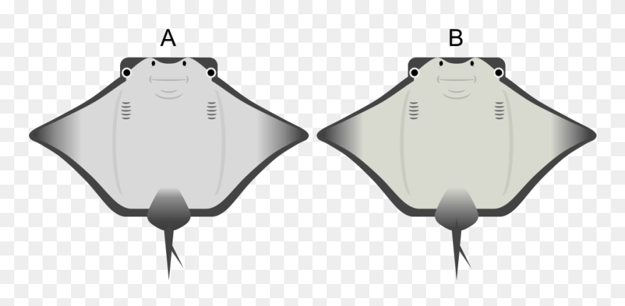 A Or B - Field Lacrosse Clipart