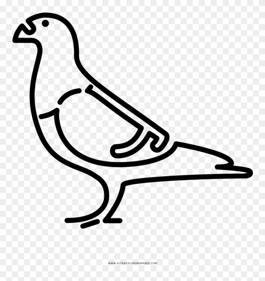 Pigeon Coloring Page - Line Art Clipart