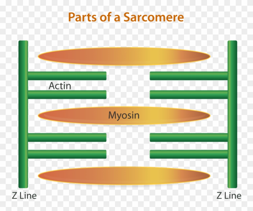 The Region Between Two Z Lines Is Called A Sarcomere Clipart