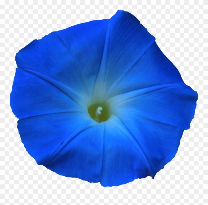 Morning Glory Png Clipart