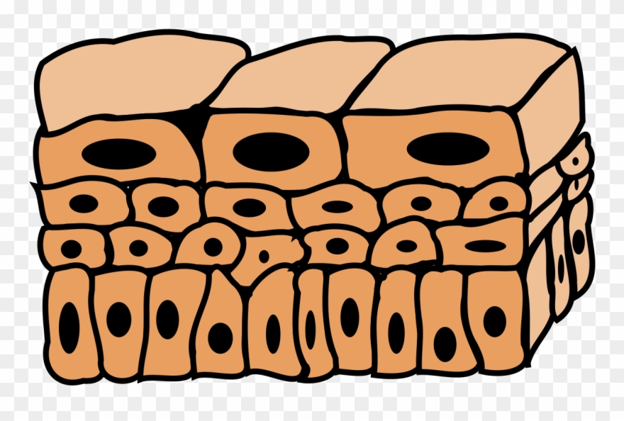 Illu Transitional Epithelium - Transitional Epithelium Clipart