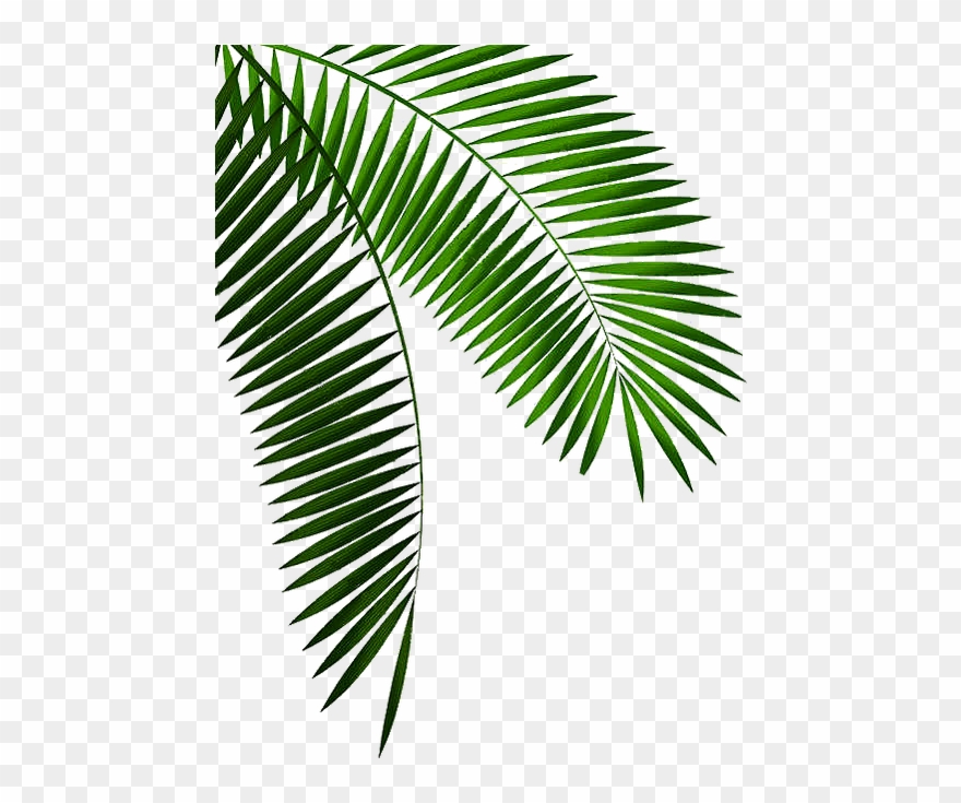 Découvrir Les Îles De São Tomé Et Principe - Roystonea Clipart