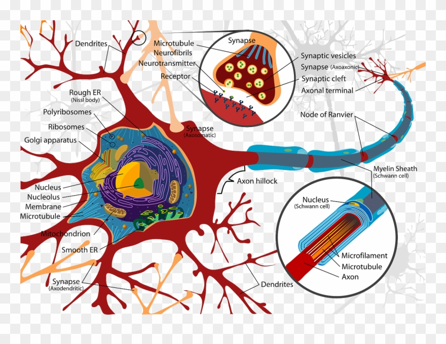 [image Source Wikimedia Commons] - Neuron Cell Membrane Clipart