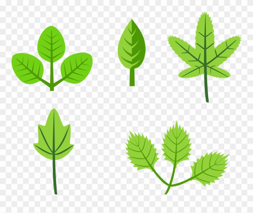 Clipart Of Herb And Rg - Leaves On Tree Cartoon - Png Download
