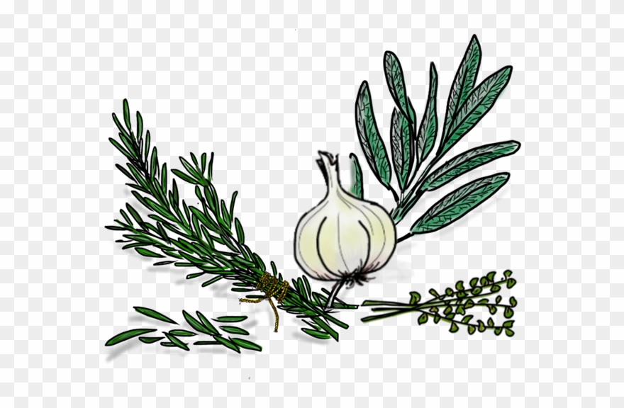 Neapolitan Herb - Illustration Clipart