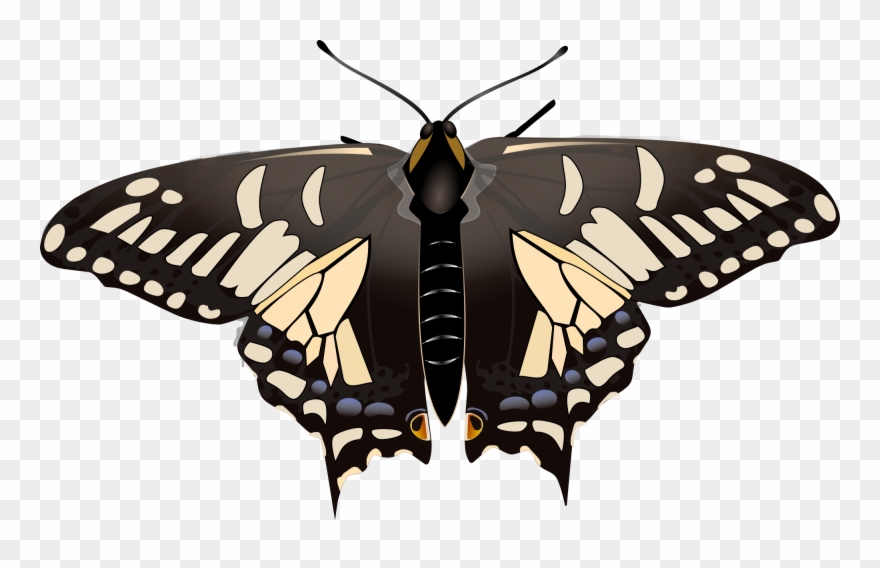Clip Art Images - Swallowtails - Png Download