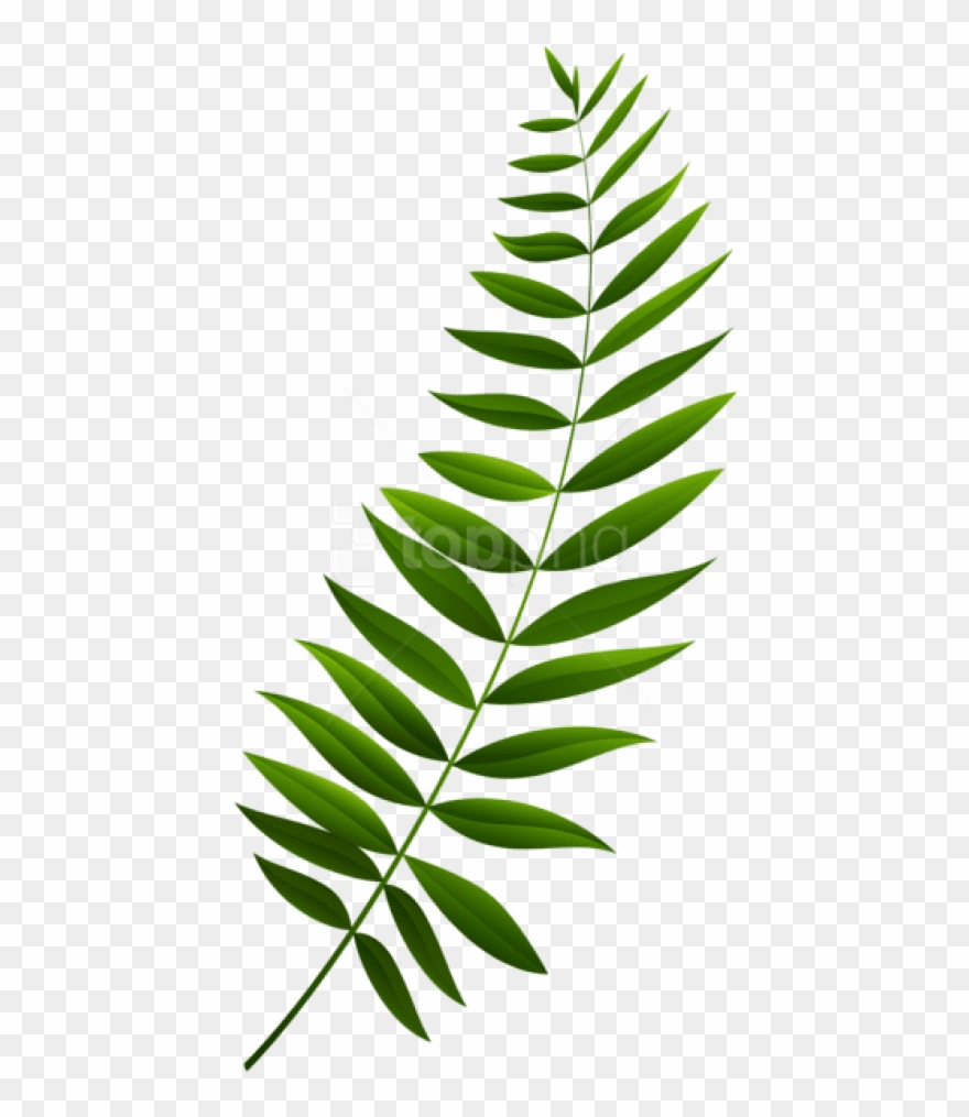 Free Png Download Green Branch Transparent Clipart - Green Branch Transparent