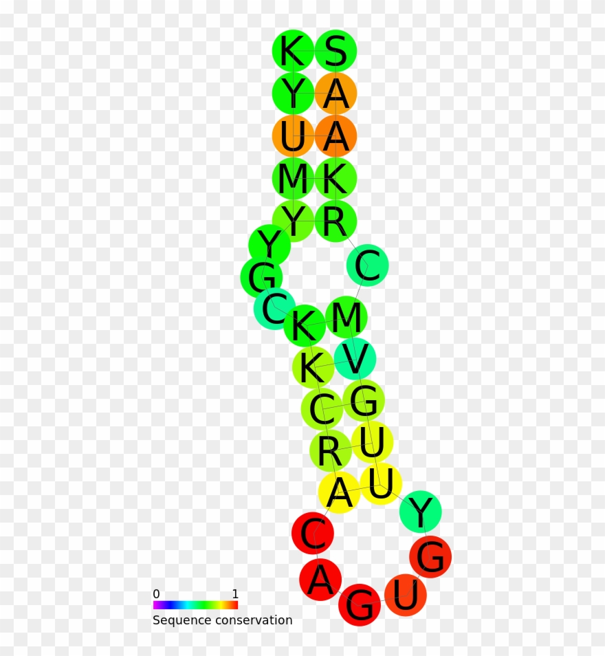 Predicted Secondary Structure And Sequence Conservation - Iron Response Element Structure Clipart
