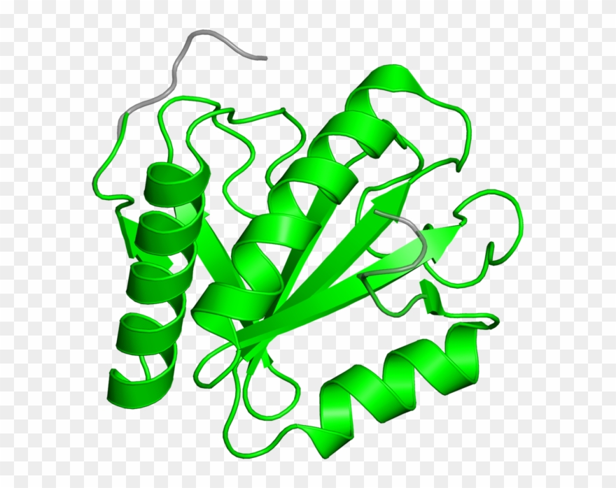 <div Class='caption-body'>1 Copy Of Pfam Domain - Graphic Design Clipart