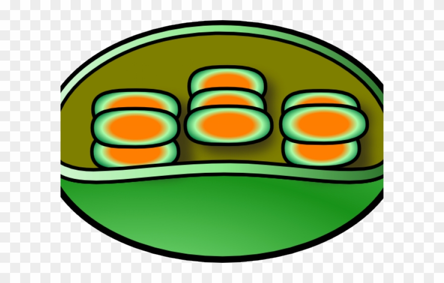Chloroplast Cliparts - Png Download