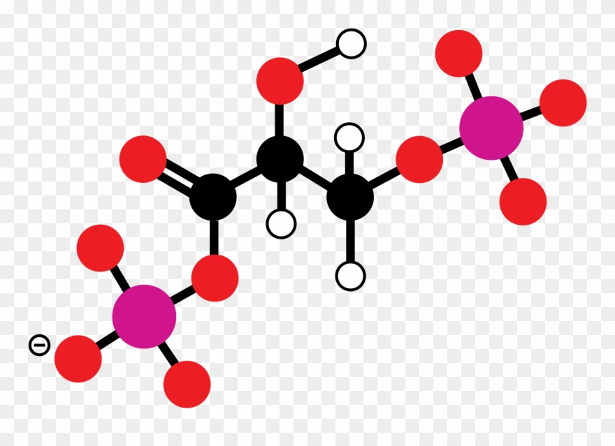 Open - Calvin Cycle Enzymes Involved Clipart