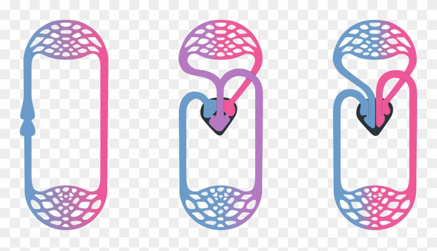 This Is A Large Collection Of Graphics And Animations - Double Circulation Of The Heart Clipart