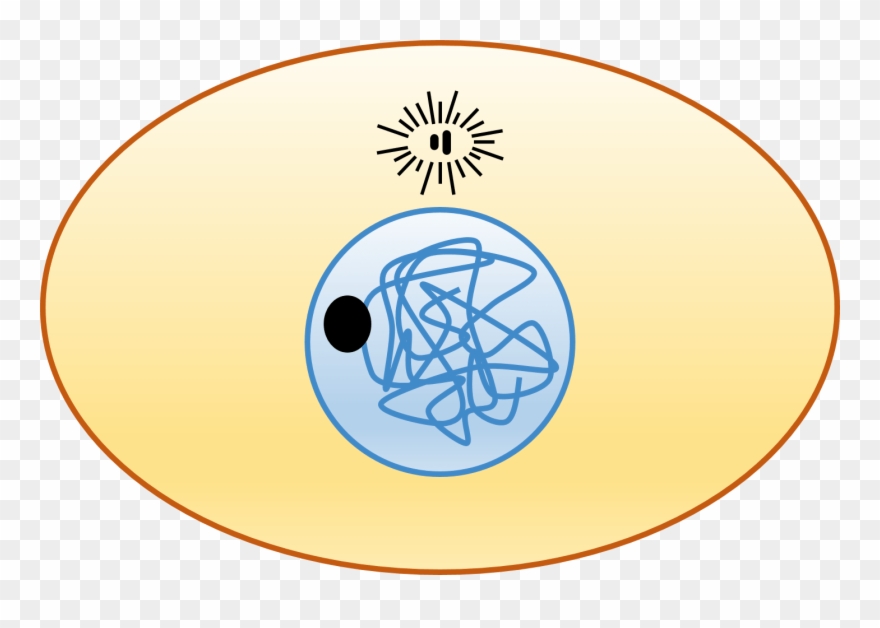 Animal Cell - Cell Cycle - Circle Clipart