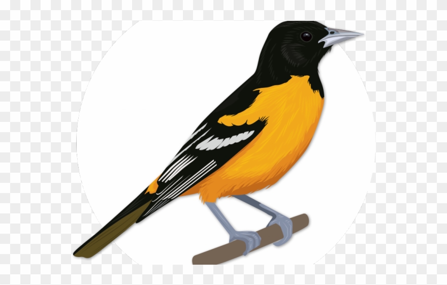 Theodore Roosevelt Clipart Bird - Oriole - Png Download