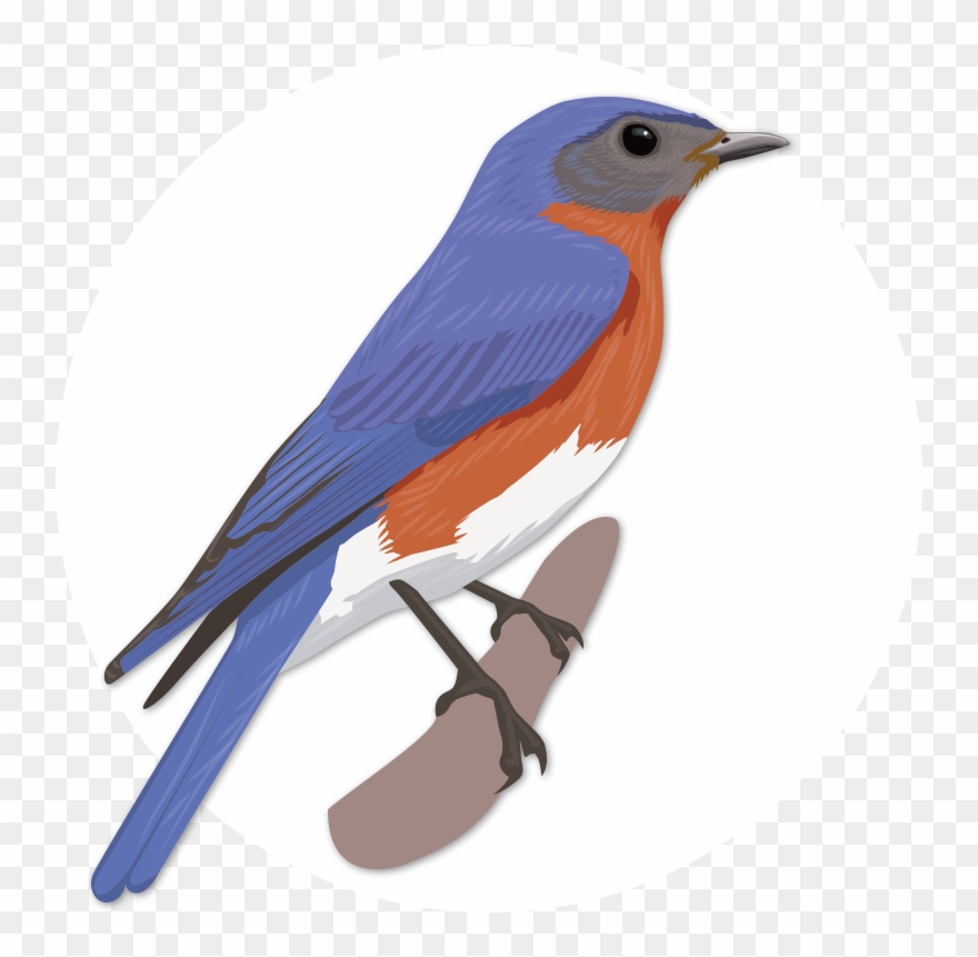 Eastern Bluebird Clipart