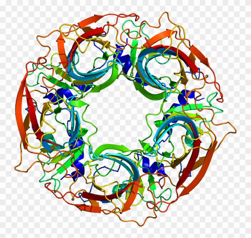 Chrnb2 - Circle Clipart