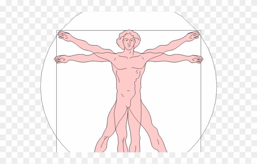 Renaissance Clipart Vitruvian Man - Cartoon - Png Download