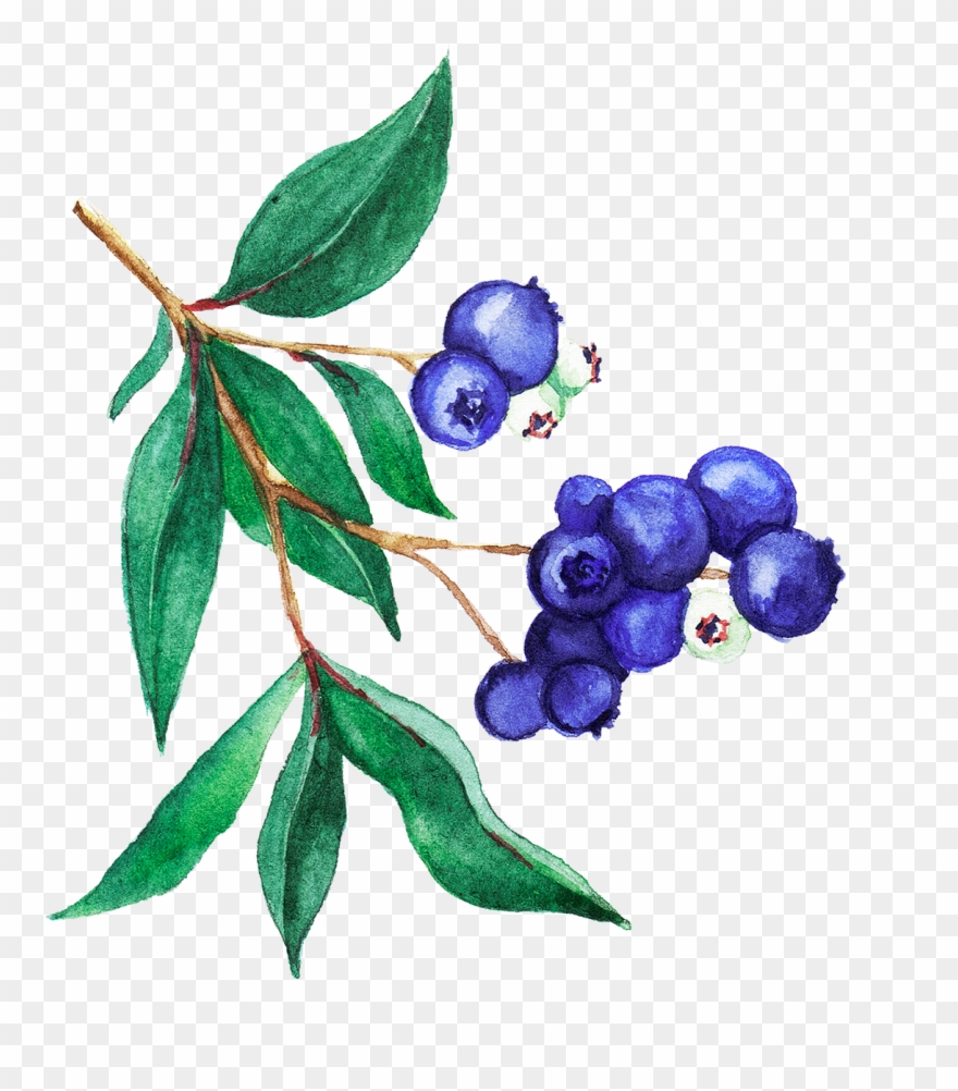 Set Of Watercolor Illustrations For Luxaderme Project - Huckleberry Clipart