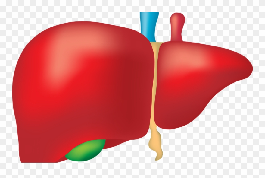 The Importance Of Bile For Removing Toxins - Liver Png Clipart
