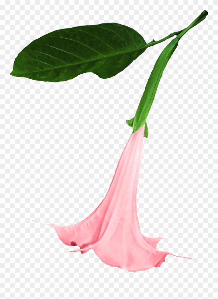 Datura - Angels Trumpet Flower Png Clipart