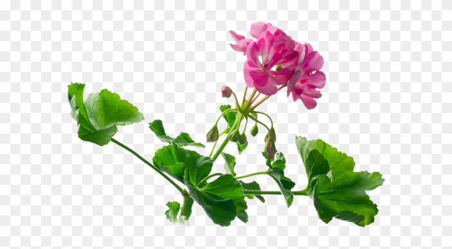 Watercolor Painting Royalty Free Photography Royaltyfree - Geranium Clipart