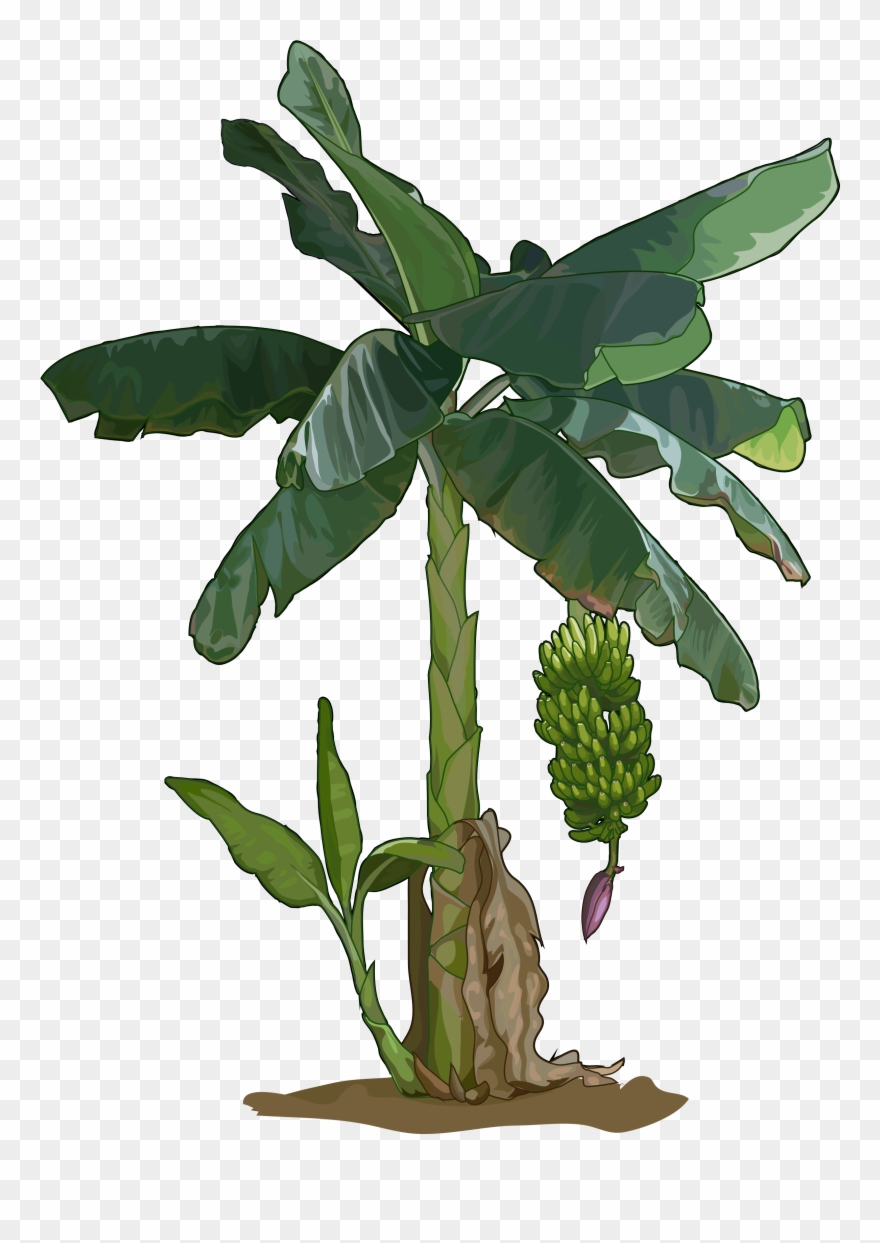 Archivo - Platanera - Platanero Png Clipart