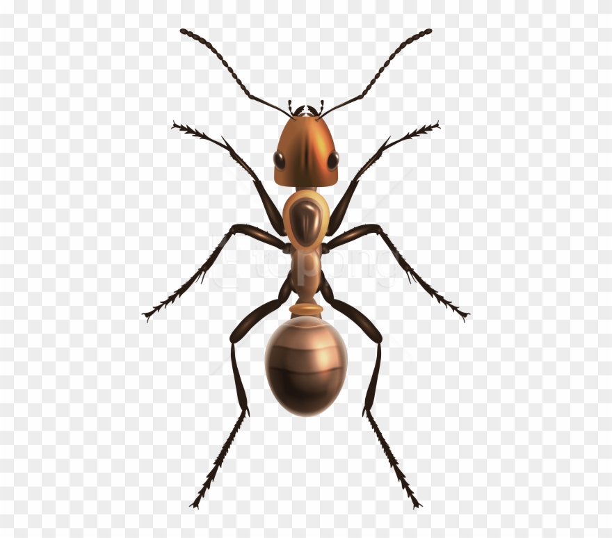 Free Png Download Ant Clipart Png Photo Png Images - Ant Png Transparent Png