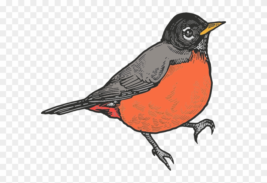 Something Went Wrong With Your Submission - Robin Clipart