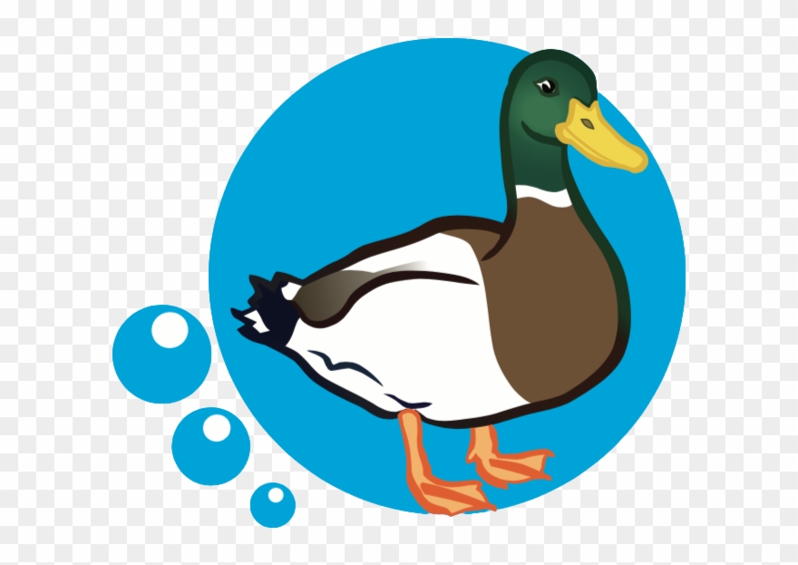 Mallard - Duck Pic Clip Art - Png Download