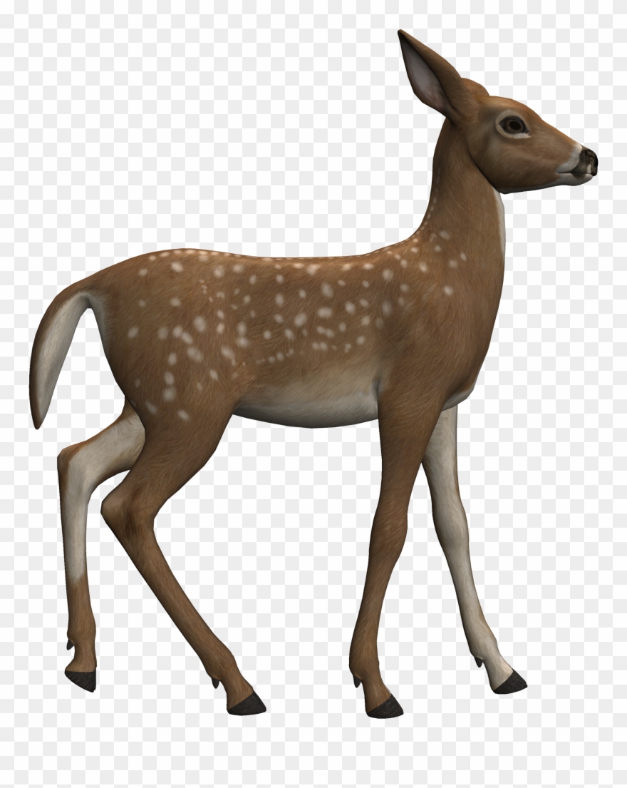 Fawn9 - Roe Deer Clipart