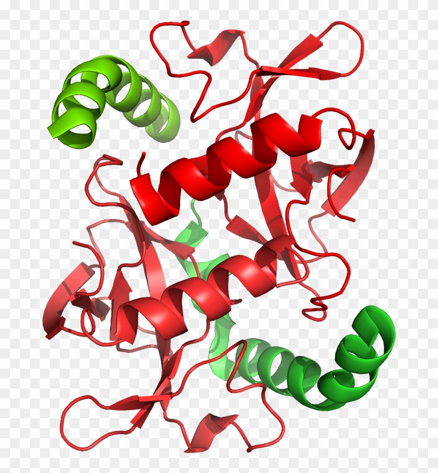 Ccdab Toxin-antitoxin System - Illustration Clipart