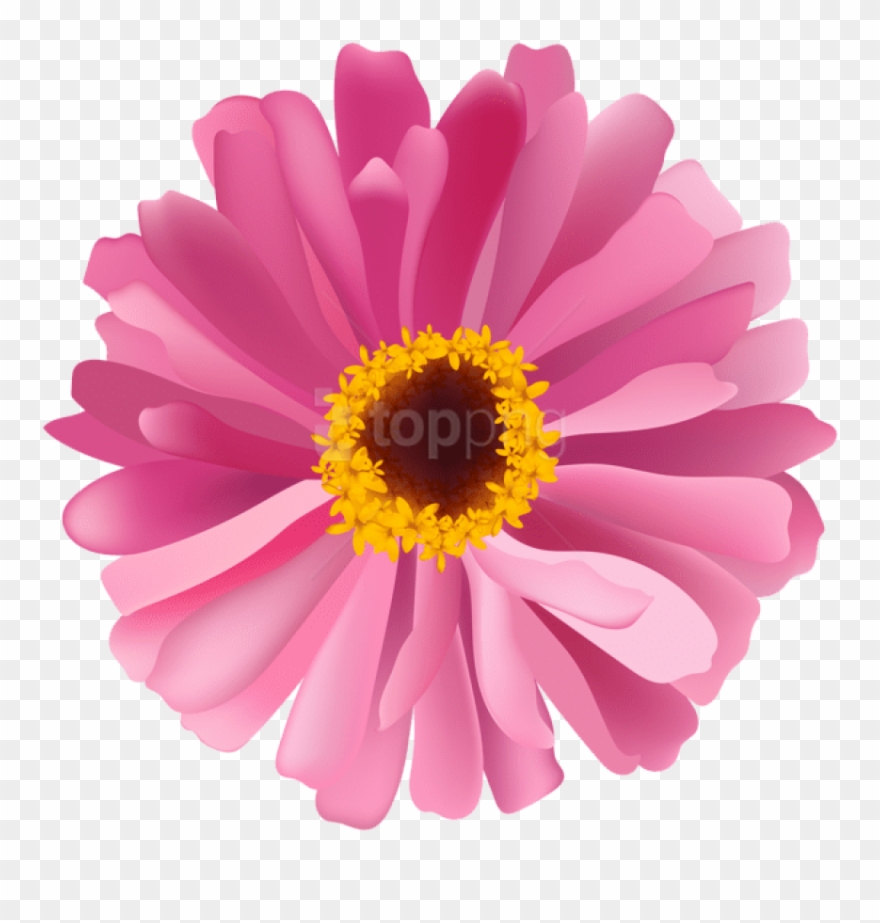 Flower Pink Png - Barberton Daisy Clipart