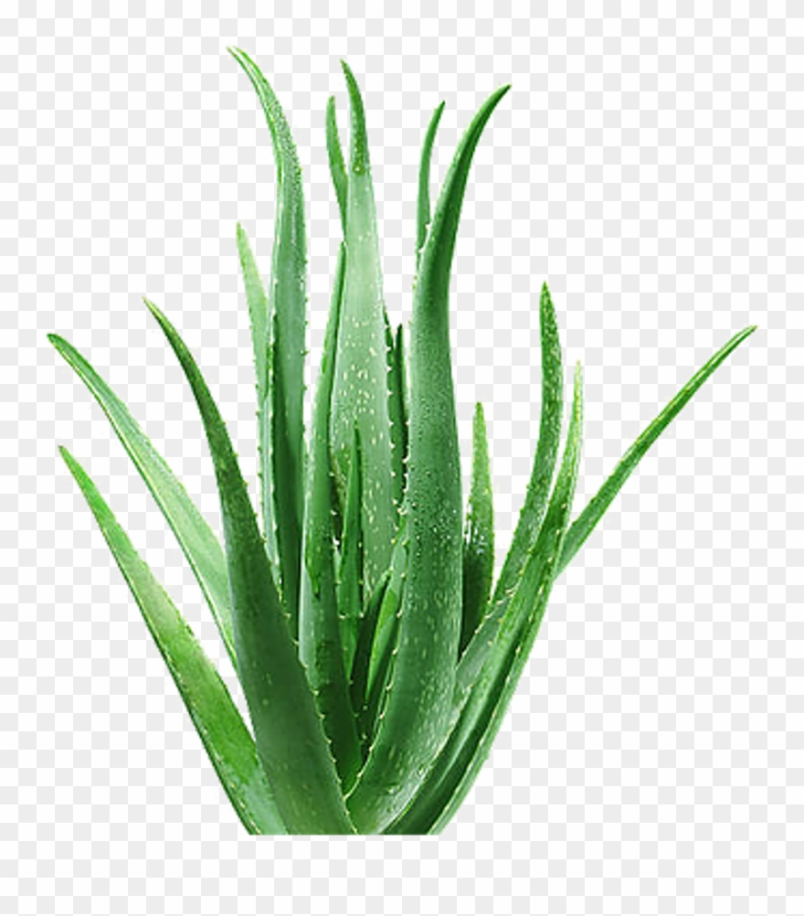 Plant Sticker - Aloe Vera Clipart