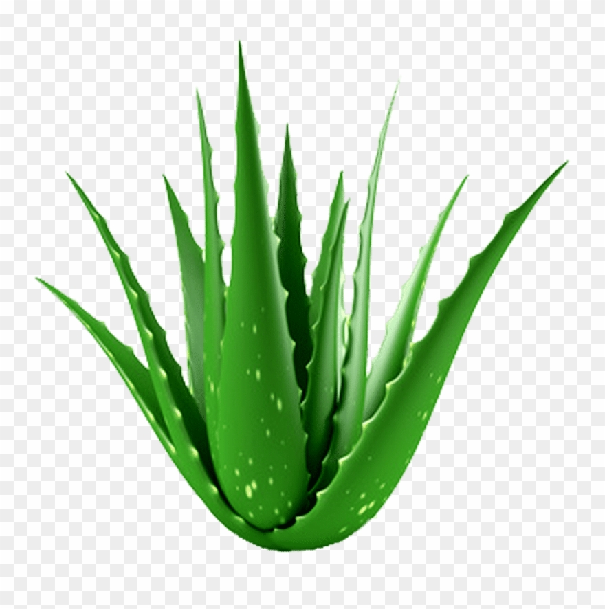 Shop Now - Aloe Vera Clipart