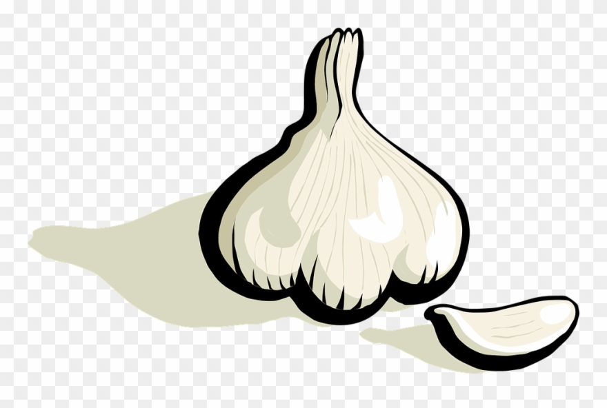 Onion Clipart Tree - Gambar Bawang Hitam Putih - Png Download