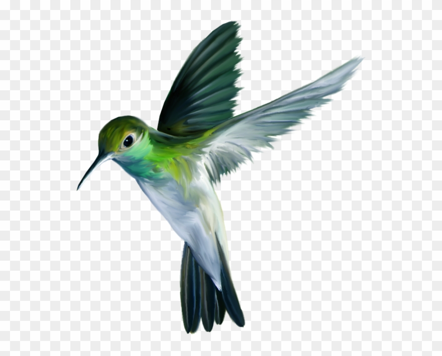 Hummingbird Wallpaper I Phone Clipart