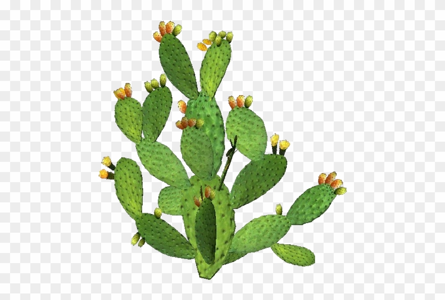 Our Social - Fico D India Pianta Clipart